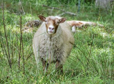 Shetland Sheep