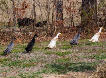 Ducks in a row